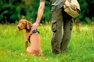 Hundelebensversicherung