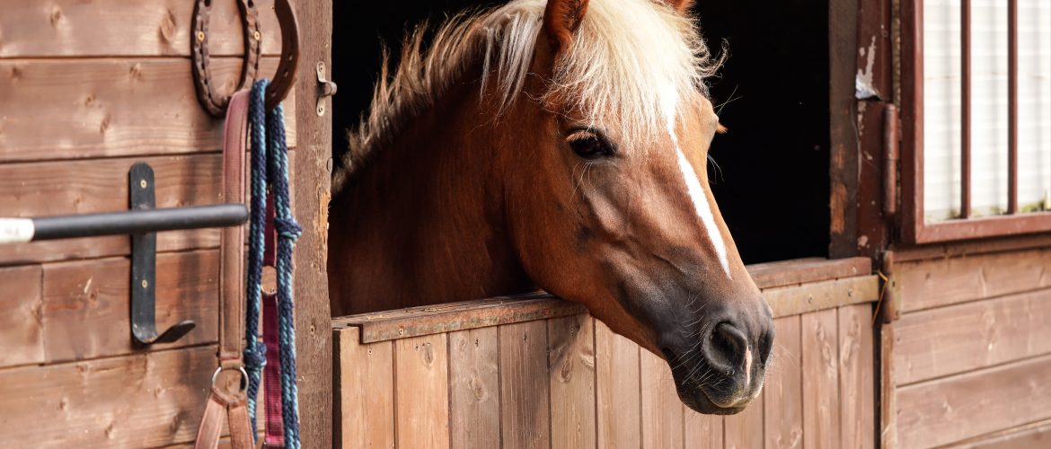 Pferd, das über seine geöffnete Boxentür blickt.