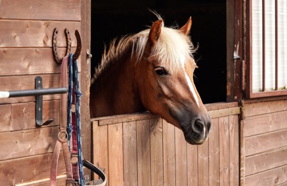 Pferd, das über seine geöffnete Boxentür blickt.
