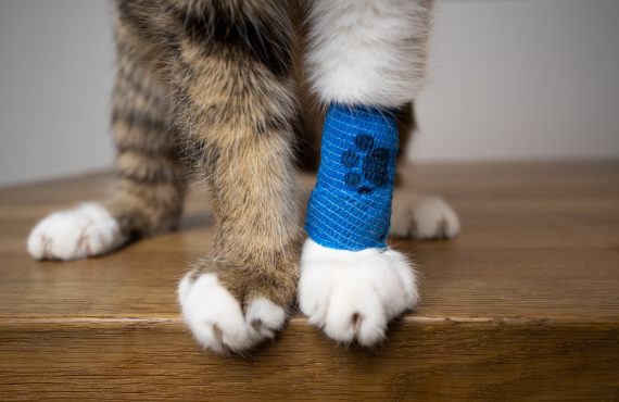 Fluffy Cat paws with blue medical bandage after the vet visit, copy space
