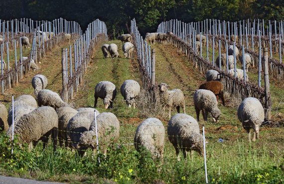 Zwischen Weinreben steht eine Herde Schafe..