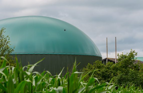 Blick auf eine Biogasanlage aus einem Maisfeld heraus.